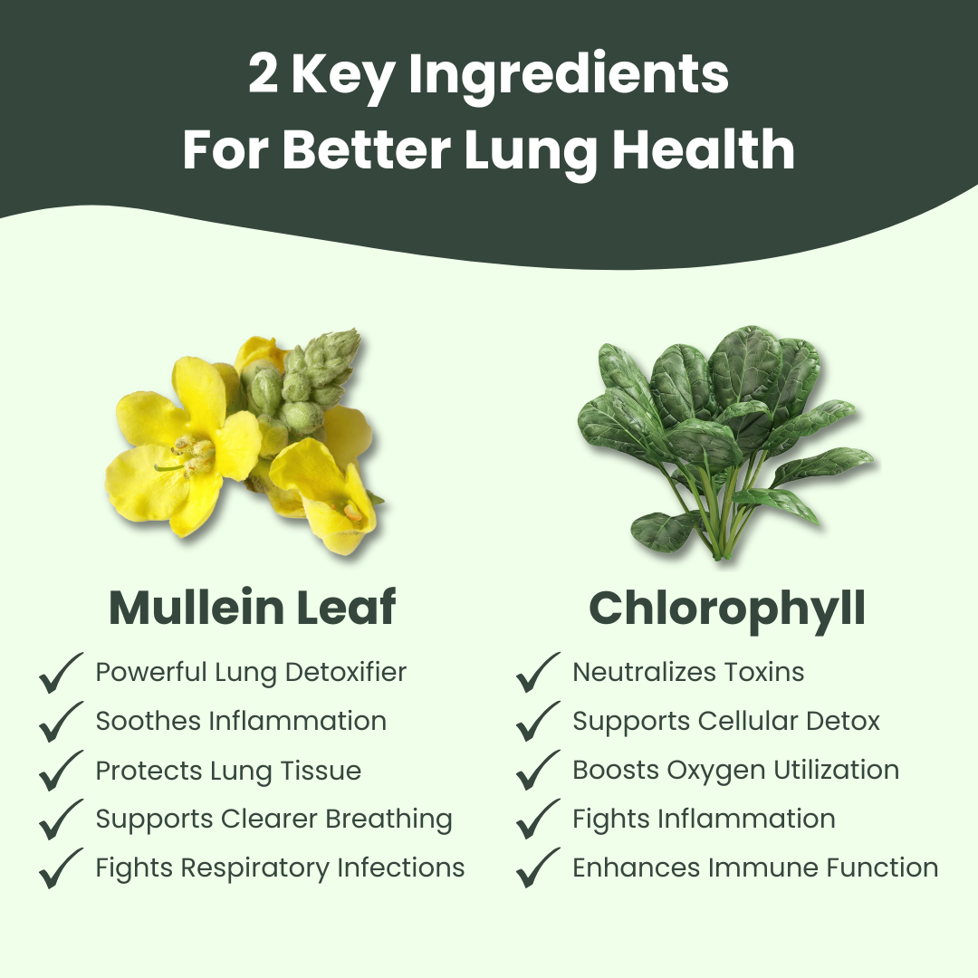 Floriva Labs Mullein Leaf Elixir